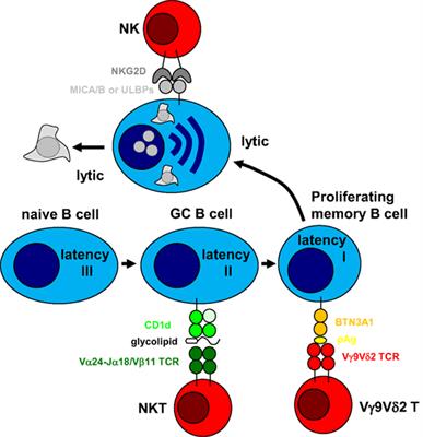 Epstein–Barr Virus-Specific Immune Control by Innate Lymphocytes